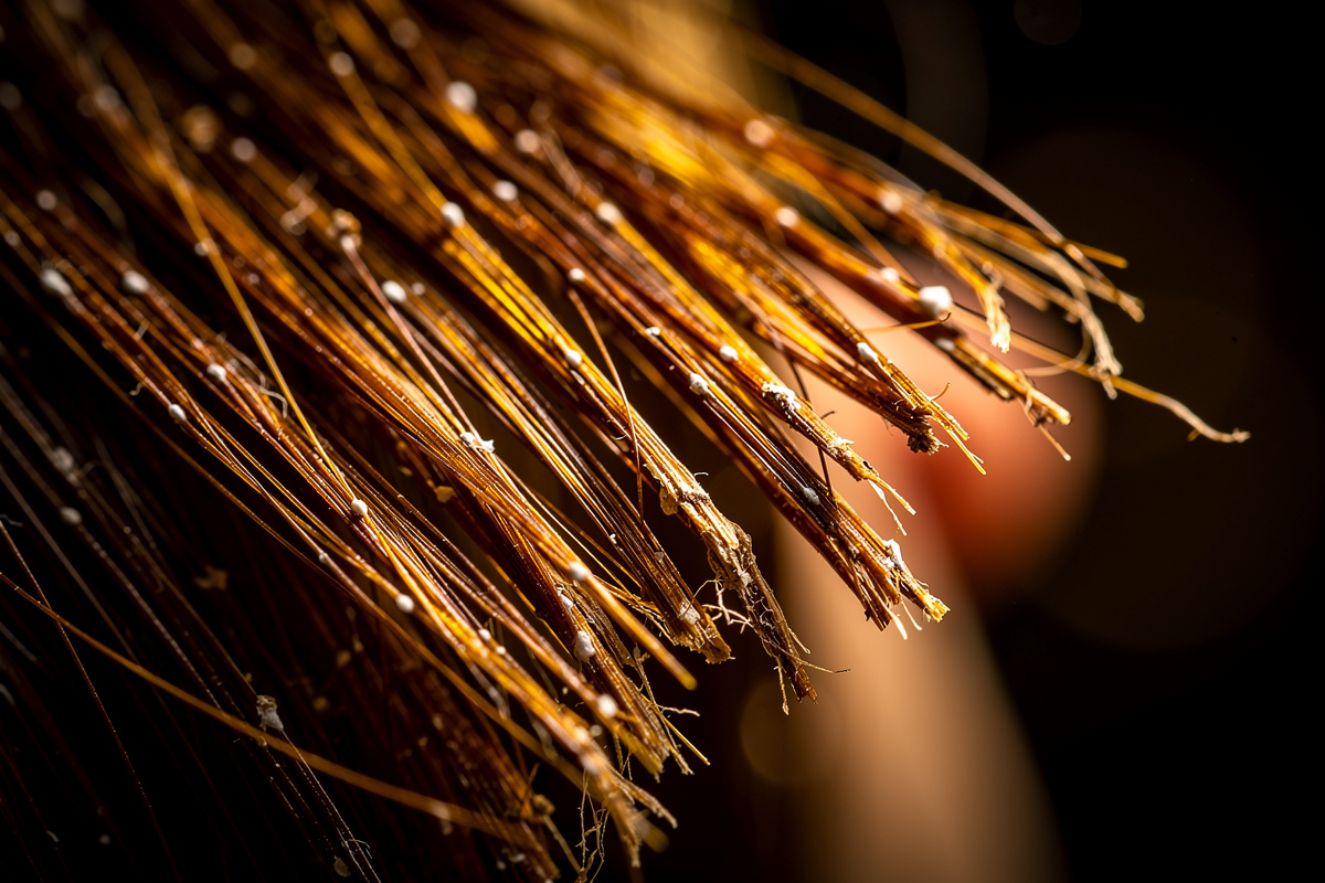 Pourquoi mes pointes de cheveux blanchissent et cassent ?